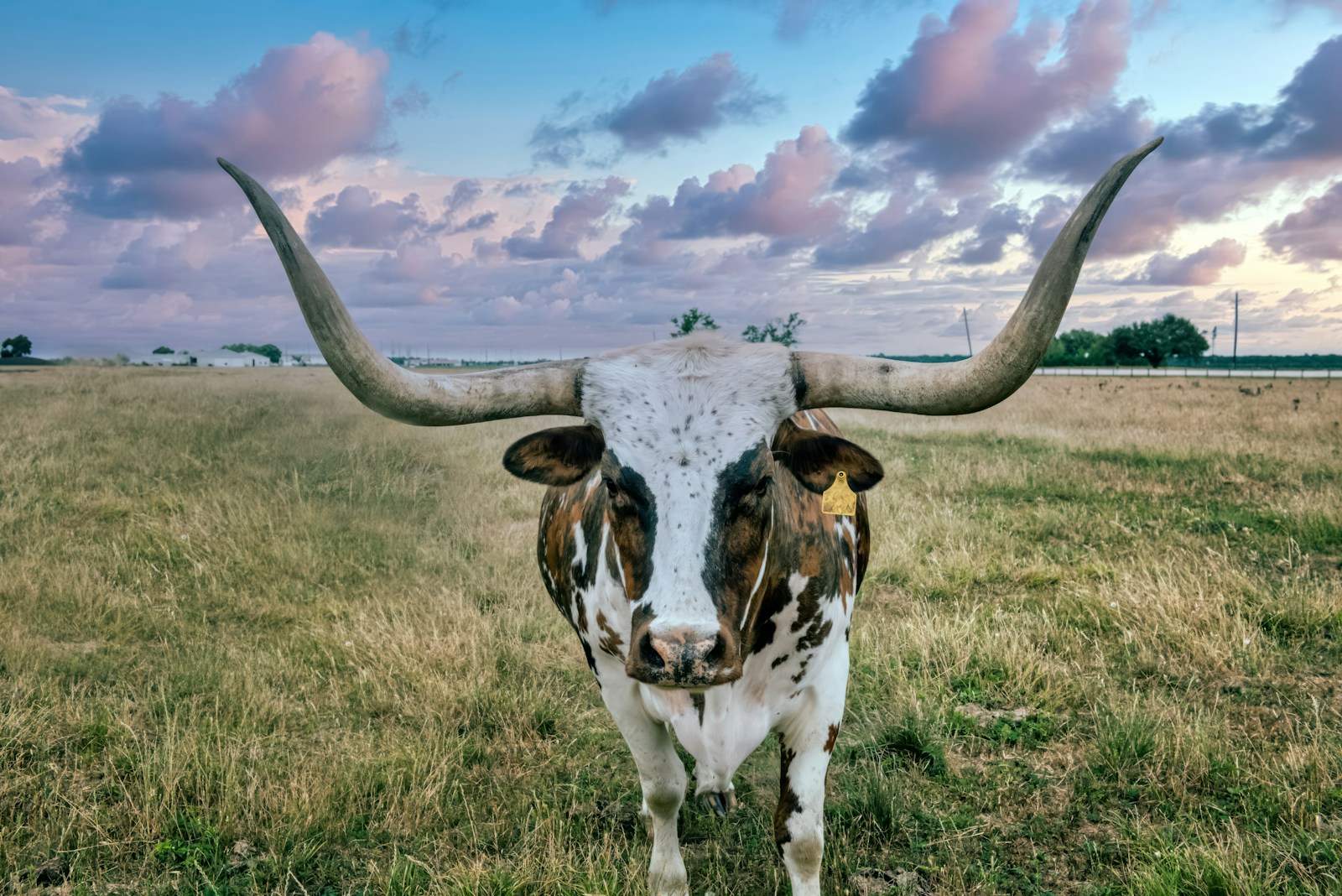 Longhorn cattle on the George Ranch Historical Park, a 20,000- acre working ranch in Fort Bend County, Texas